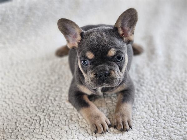 French Bulldog-DOG-Female-Blue-9941-Petland Fort Walton Beach, FL