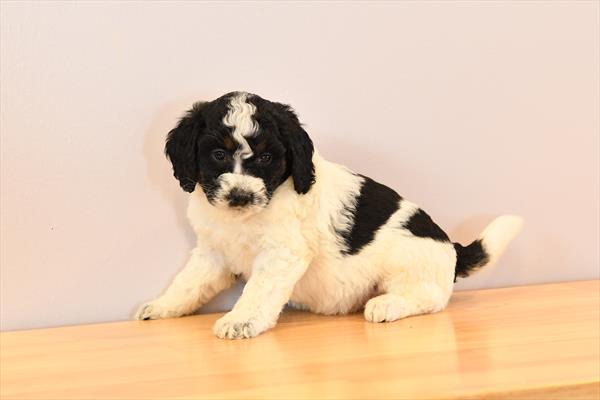 Miniature Bernedoodle 2nd Gen-DOG-Female-Black / White-9942-Petland Fort Walton Beach, FL