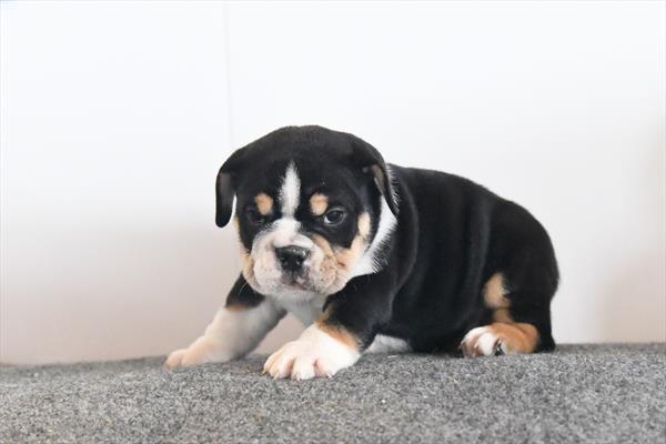 Beabull-DOG-Male-Black-9943-Petland Fort Walton Beach, FL