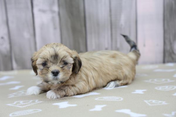 Lhasa Apso-DOG-Female-Brindle-9945-Petland Fort Walton Beach, FL
