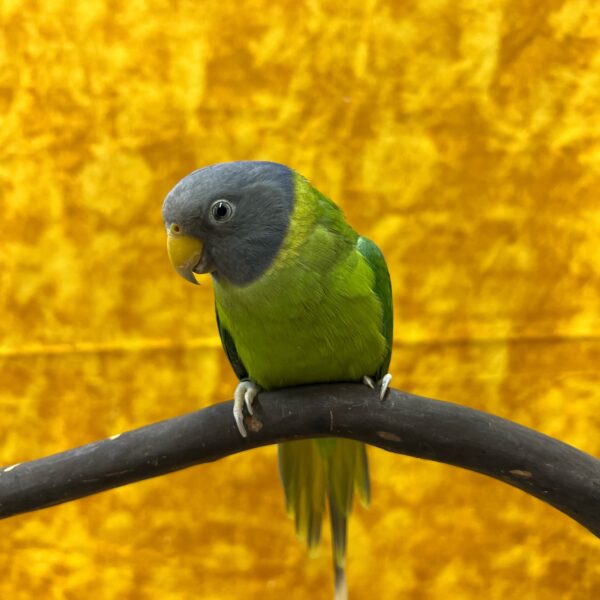 Plumbheaded Parakeet-BIRD-Female--8448-Petland Fort Walton Beach, FL