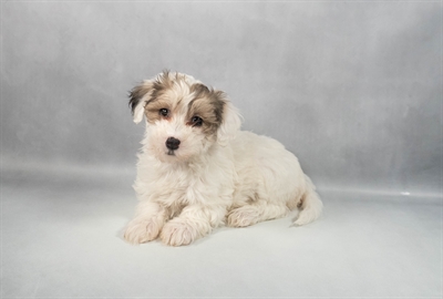 Coton De Tulear-DOG-Female-White-9756-Petland Fort Walton Beach, FL