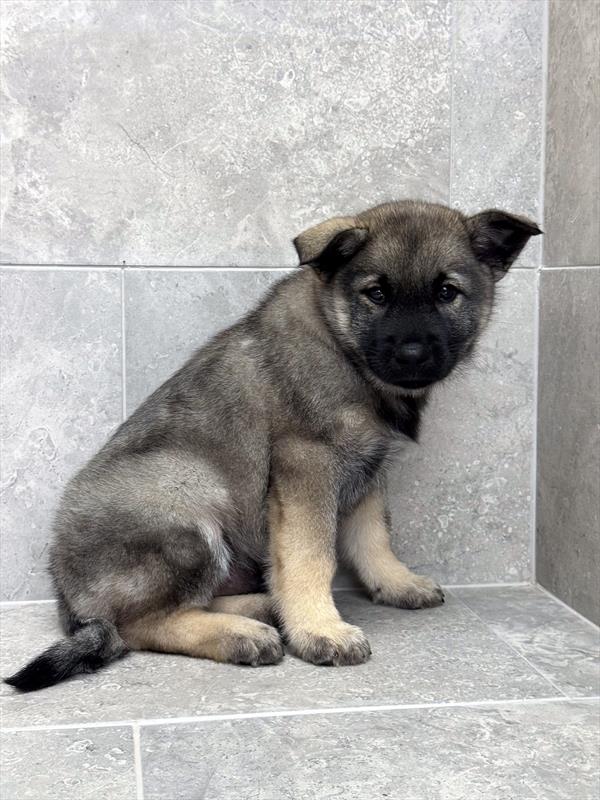 Norwegian Elkhound-DOG-Male-Silver / Black-9771-Petland Fort Walton Beach, FL