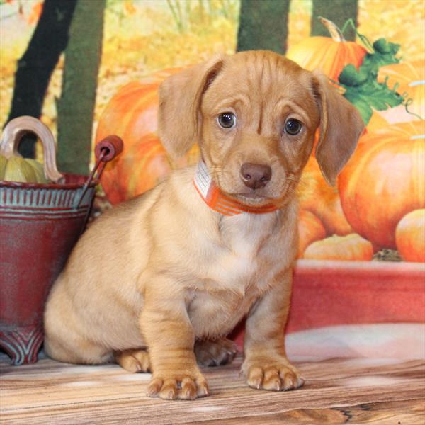 Chiweenie-DOG-Male-Red Chocolate-9775-Petland Fort Walton Beach, FL