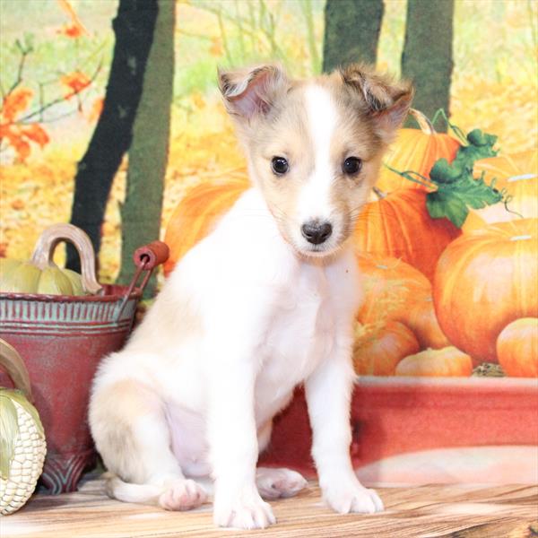 Shetland Sheepdog-DOG-Male-Red Merle-9776-Petland Fort Walton Beach, FL