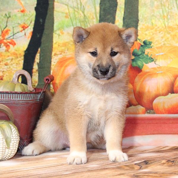 Shiba Inu-DOG-Female-Red Sesame-9778-Petland Fort Walton Beach, FL