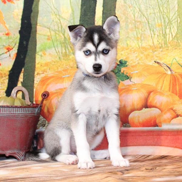 Alaskan Klee Kai-DOG-Female-Black / White-9806-Petland Fort Walton Beach, FL