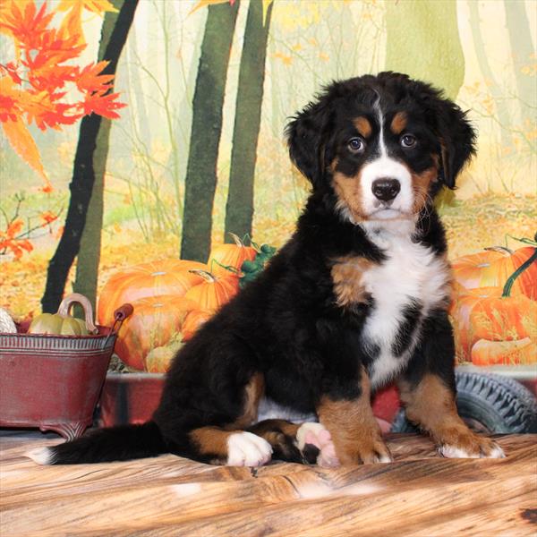 Bernese Mountain Dog-DOG-Female-Black / Tan-9807-Petland Fort Walton Beach, FL