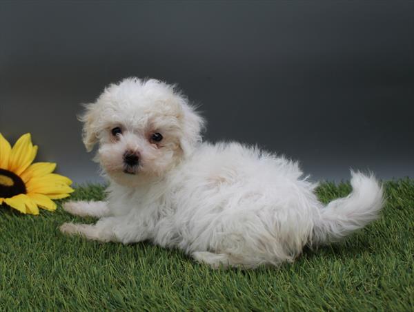 Maltipoo-DOG-Female-White-9809-Petland Fort Walton Beach, FL