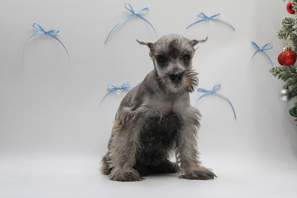 Miniature Schnauzer-DOG-Female-Salt / Pepper-9810-Petland Fort Walton Beach, FL