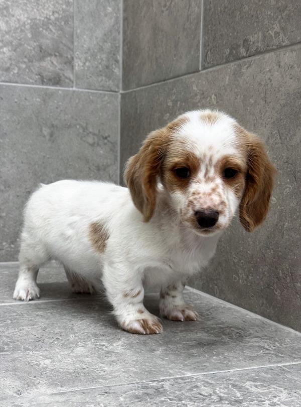 Dachshund-DOG-Male-Red-9813-Petland Fort Walton Beach, FL