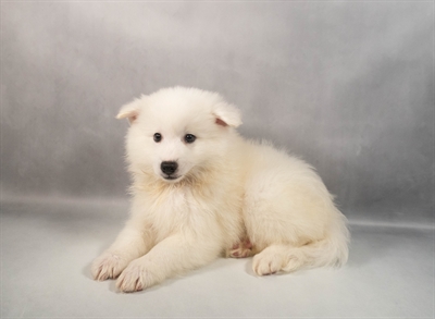 American Eskimo-DOG-Male-White-9815-Petland Fort Walton Beach, FL