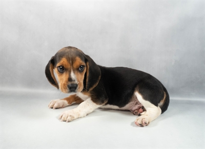 Beagle-DOG-Male-Black White and Tan-9817-Petland Fort Walton Beach, FL