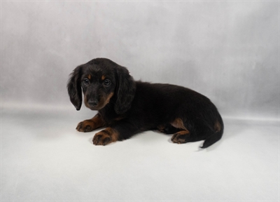 Dachshund-DOG-Female-Black and Tan-9820-Petland Fort Walton Beach, FL