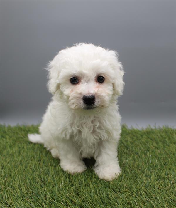 Bichon Frise-DOG-Male-White-9824-Petland Fort Walton Beach, FL