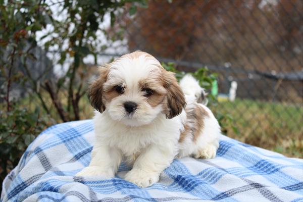 Lhasa Apso-DOG-Male-Gold / White-9825-Petland Fort Walton Beach, FL