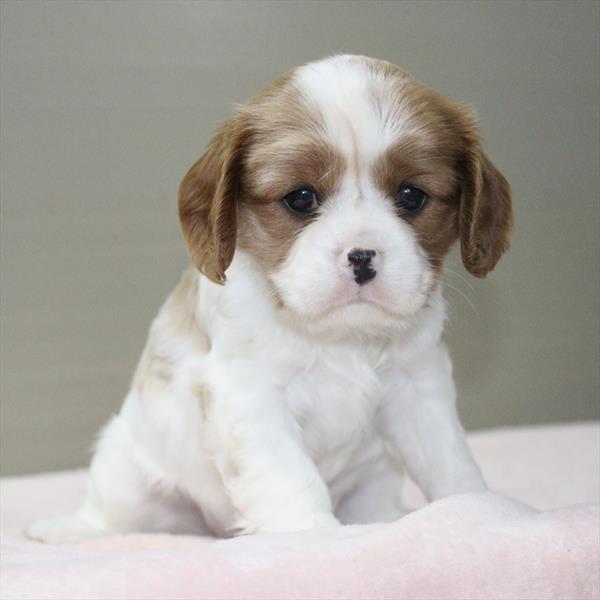 Cavalier King Charles Spaniel-DOG-Female-Blenheim-9826-Petland Fort Walton Beach, FL