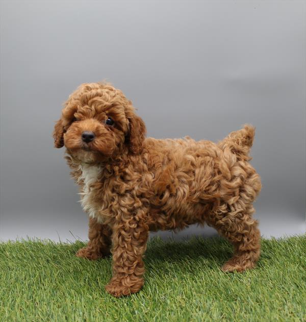 Miniature Poodle-DOG-Male-Red-9827-Petland Fort Walton Beach, FL