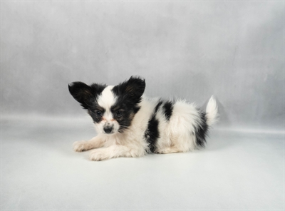 Papillon-DOG-Male-White Black and Tan-9829-Petland Fort Walton Beach, FL