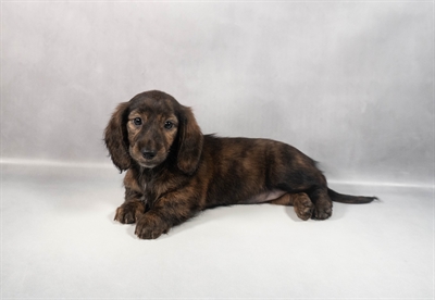 Dachshund-DOG-Female-Brindle-9831-Petland Fort Walton Beach, FL