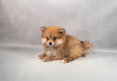 Pomeranian-DOG-Female-Orange-9830-Petland Fort Walton Beach, FL