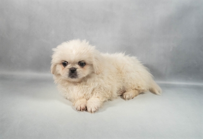 Pekingese-DOG-Male-Biscuit-9832-Petland Fort Walton Beach, FL