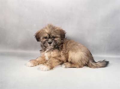 Shih Tzu-DOG-Female-Gold-9833-Petland Fort Walton Beach, FL