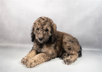 Standard Poodle-DOG-Female-Café-9835-Petland Fort Walton Beach, FL