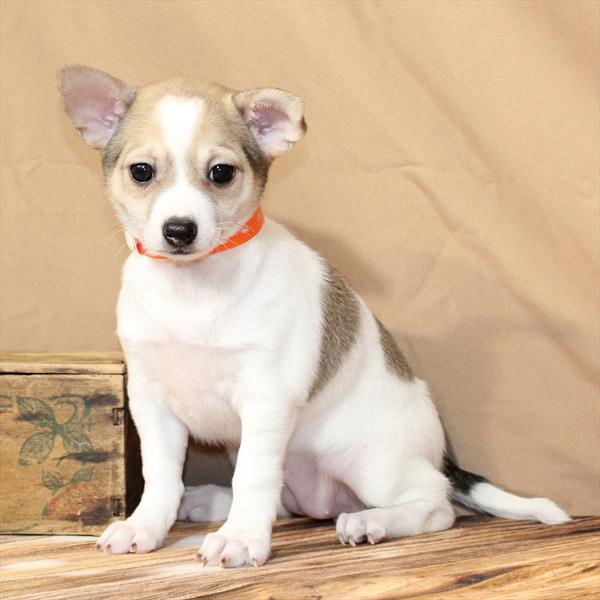 Chihuahua-DOG-Female-Fawn-9854-Petland Fort Walton Beach, FL