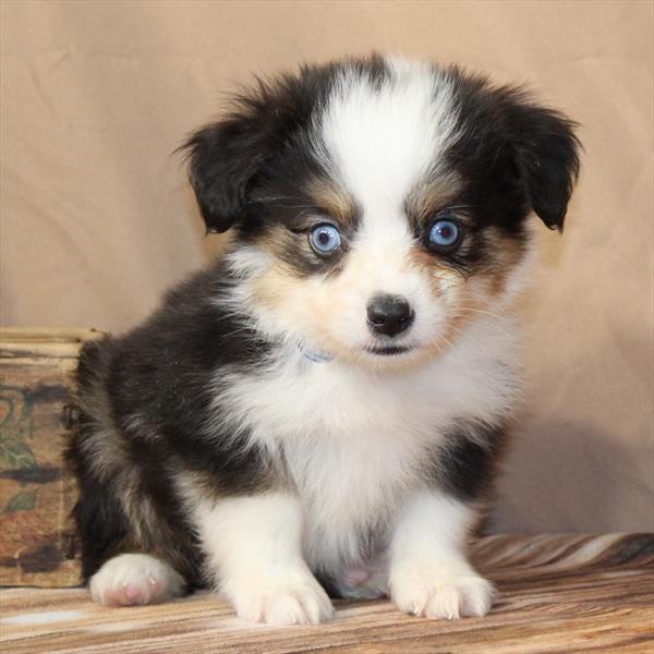 Australian Shepherd-DOG-Male-Black / Tan-9855-Petland Fort Walton Beach, FL