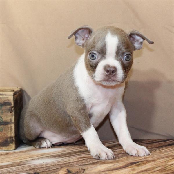 Boston Terrier-DOG-Female-Lilac-9856-Petland Fort Walton Beach, FL