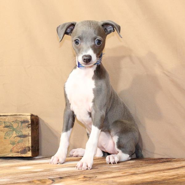 Italian Greyhound-DOG-Female-Blue-9857-Petland Fort Walton Beach, FL