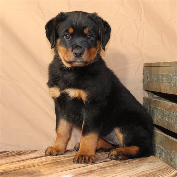 Rottweiler-DOG-Female-Black / Tan-9858-Petland Fort Walton Beach, FL