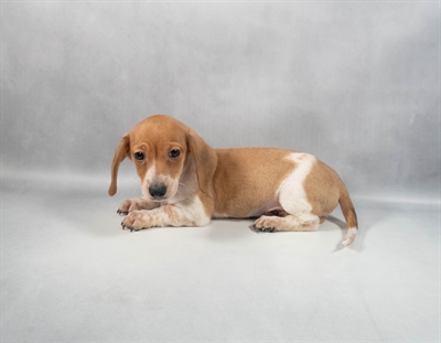 Dachshund-DOG-Male-Red-9869-Petland Fort Walton Beach, FL