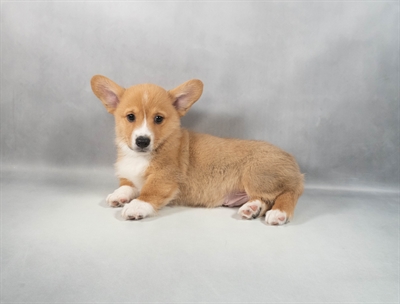 Pembroke Welsh Corgi-DOG-Male-Red-9871-Petland Fort Walton Beach, FL