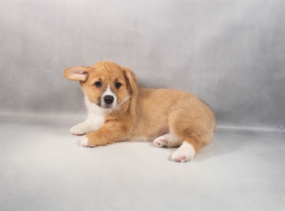 Pembroke Welsh Corgi-DOG-Female-Red-9872-Petland Fort Walton Beach, FL