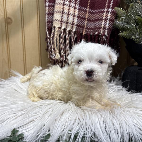 Maltipoo-DOG-Male-Brown / White-9888-Petland Fort Walton Beach, FL