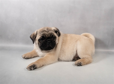 Pug-DOG-Male-Fawn-9899-Petland Fort Walton Beach, FL