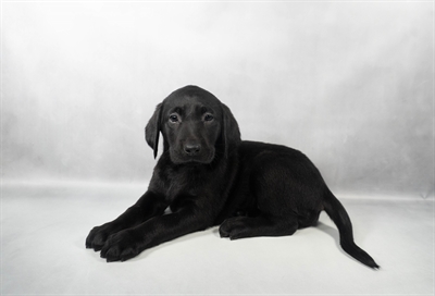 Labrador Retriever-DOG-Female-Black-9910-Petland Fort Walton Beach, FL