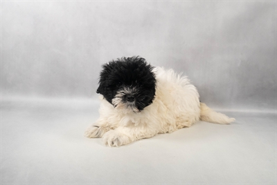 Havanese-DOG-Female-Black and White-9913-Petland Fort Walton Beach, FL