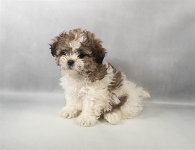 Teddy Bear-DOG-Female-Gold and White-9917-Petland Fort Walton Beach, FL