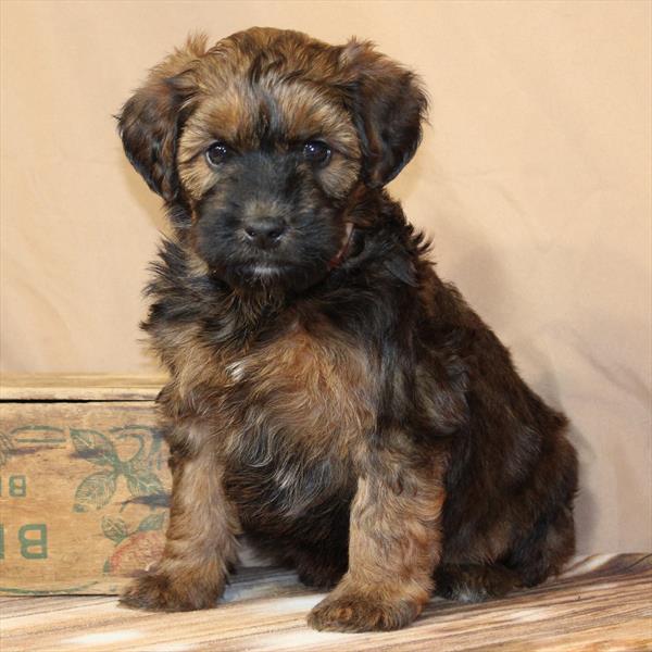 Whoodle-DOG-Female-Wheaten-9938-Petland Fort Walton Beach, FL