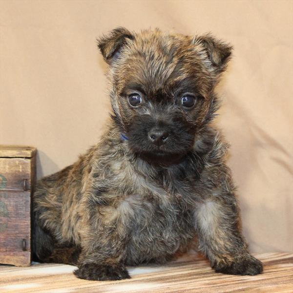 Cairn Terrier-DOG-Male-Wheaten-9939-Petland Fort Walton Beach, FL