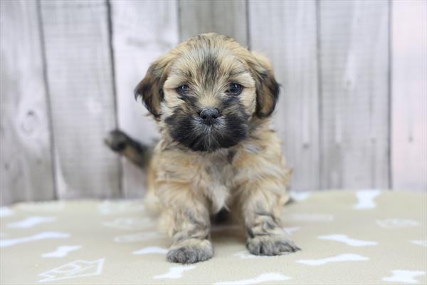 Lhasa Apso-DOG-Male-Brindle-9944-Petland Fort Walton Beach, FL