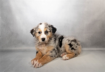 Australian Shepherd-DOG-Female-Blue Merle White and Tan-9981-Petland Fort Walton Beach, FL