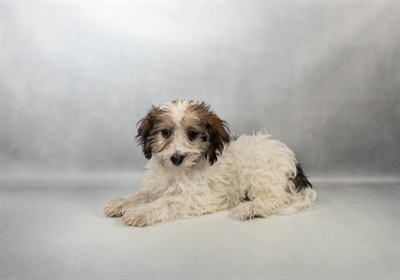 Havanese-DOG-Female-Red Sable-9982-Petland Fort Walton Beach, FL