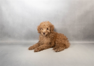 Poodle-DOG-Male-Café-9983-Petland Fort Walton Beach, FL