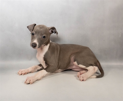 Italian Greyhound-DOG-Female-Blue-9984-Petland Fort Walton Beach, FL