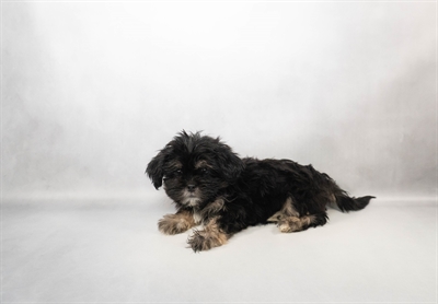 Lhasa Apso-DOG-Female-Black and Tan-9985-Petland Fort Walton Beach, FL