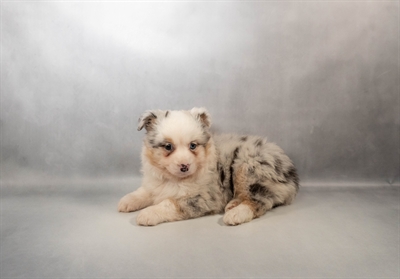 Miniature American Shepherd-DOG-Female-Blue Merle White and Tan-9986-Petland Fort Walton Beach, FL